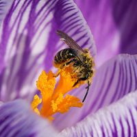 Macro image of pollen-covered bee on purple crocus. (flowers, stamen, pollination, insects, nature)