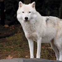 Arctic wolf (Canis lupus arctos)