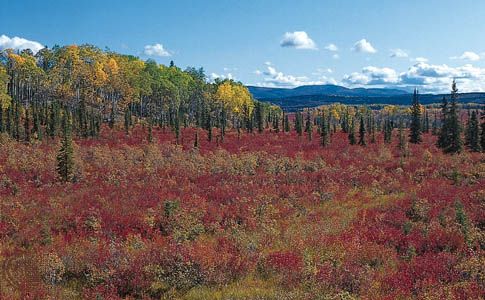 Alaska: boreal forest