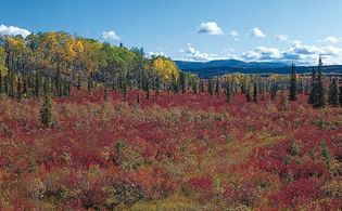 Alaska: boreal forest