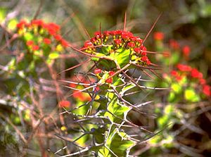 euphorbia