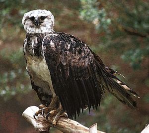 harpy eagle (Harpia harpyja)