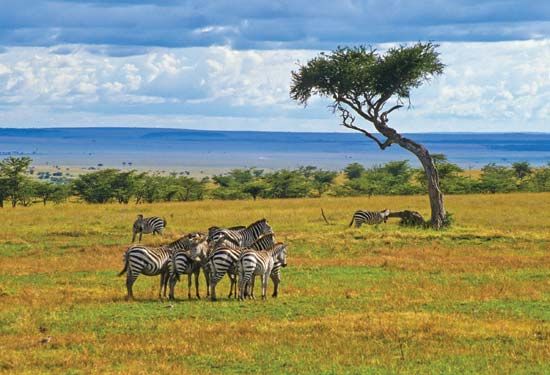 herd of zebras