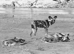 African hunting dogs (Lycaon pictus).