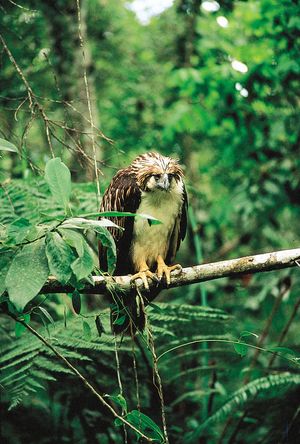 Philippine eagle (Pithecophaga jefferyi)