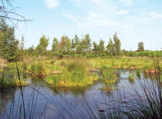 Overijssel: peat bog