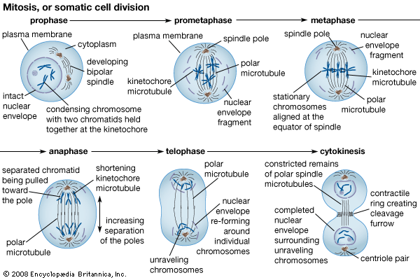 mitosis