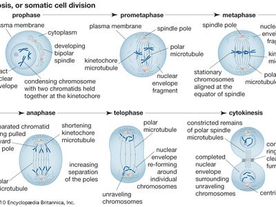 mitosis