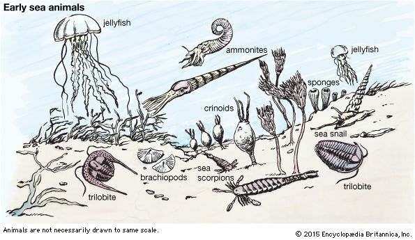 early sea animals