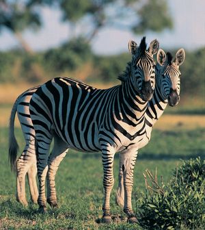 Plains zebra