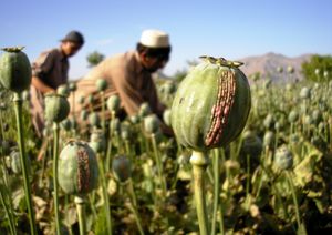 Afghanistan: opium poppies