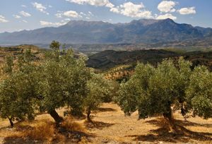 olive grove