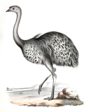 Darwin's rhea