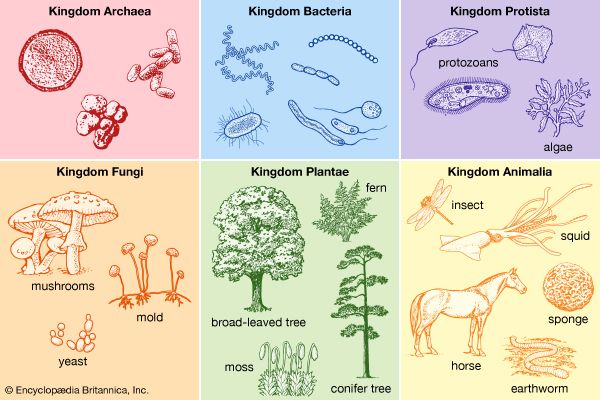 classification of living things