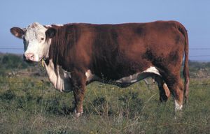 Polled Hereford cow