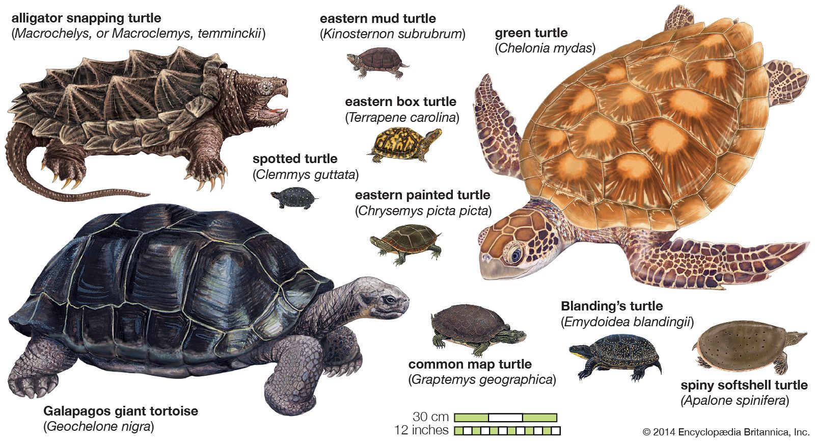 species of turtles