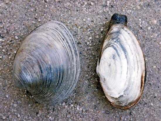 (Left) Quahog (Mercenaria); (right) soft-shell clam (Mya)