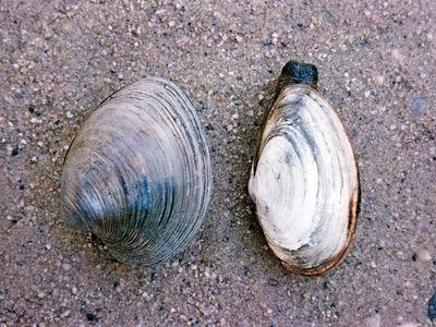 (Left) Quahog (Mercenaria); (right) soft-shell clam (Mya)