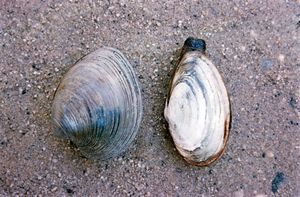 (Left) Quahog (Mercenaria); (right) soft-shell clam (Mya)