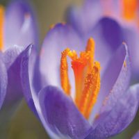 Close-up of a purple crocus plant, of the iris family (Iridaceae); location: Chicago, Illinois. (pollen, pollination, stamens, flowers, plants)