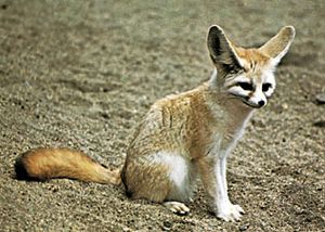 Fennec (Fennecus zerda).