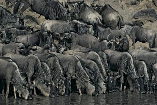 Herd of wildebeest