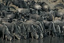 blue wildebeests