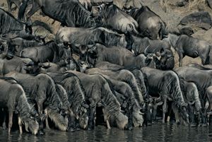 Herd of wildebeest