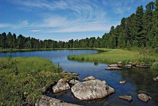 Siberia: taiga