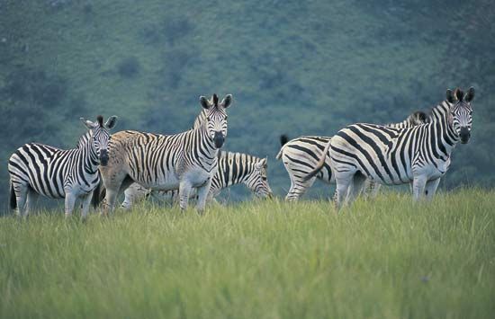 Burchell's zebra