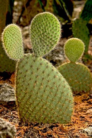 eastern prickly pear