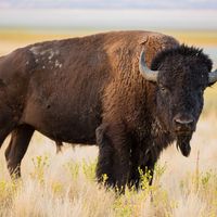 American bison (Bison bison)