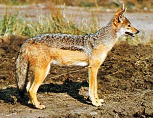 Black-eyed jackal