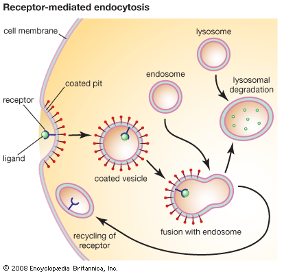 receptor-mediated endocytosis