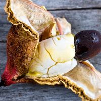 Interior of frozen Ackee fruit (Blighia sapida) with white flesh and large black seed. Native to tropical West Africa. National fruit of Jamaica. Unripe fruit is toxic (poisonous). Aka achee, ackee apple or akee