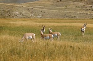 Pronghorn (Antilocapra americana).