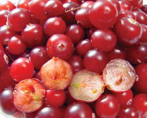 cranberry