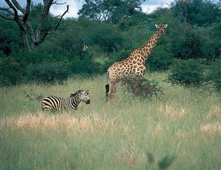 Zebra and giraffe in Hwange National Park, Zimb.