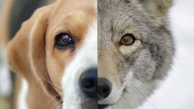 Why do dogs sniff each other's butts?