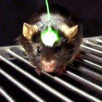 Lab mouse using an optogenetics device