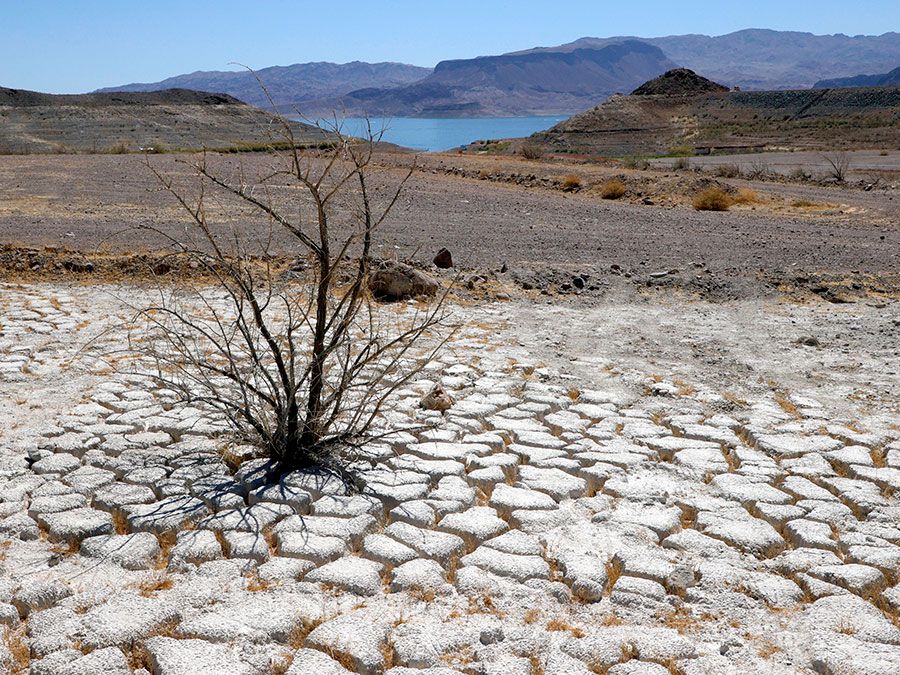 Lake Mead is seen in the distance behind a dead creosote bush in an area of dry, cracked earth that used to be underwater near where the Lake Mead Marina was once located on June 12, 2021 in the Lake Mead National Recreation Area, Nevada.