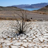 Lake Mead is seen in the distance behind a dead creosote bush in an area of dry, cracked earth that used to be underwater near where the Lake Mead Marina was once located on June 12, 2021 in the Lake Mead National Recreation Area, Nevada.