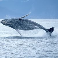 Humpback whale breaching out of the ocean. (sea mammal; ocean mammal)