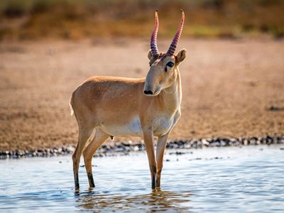 saiga