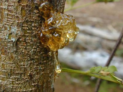 tree sap