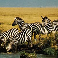 Plains zebras