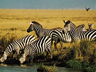 Plains zebras