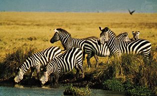 Plains zebras