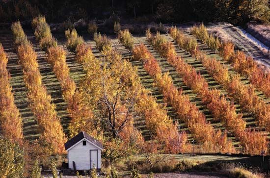 apple orchard