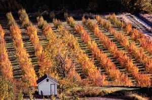 apple orchard